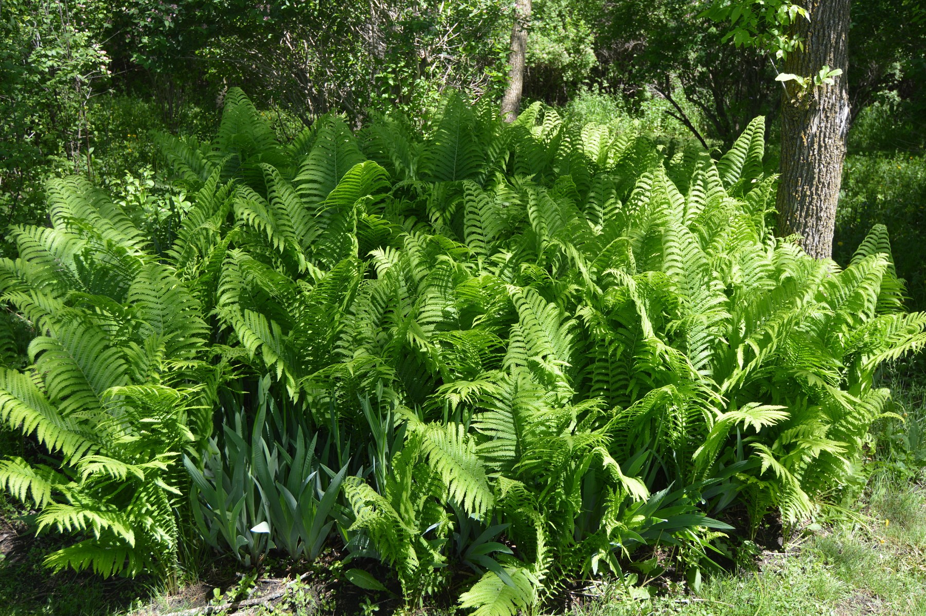 21469 452nd Avenue, Arlington, SD 57212