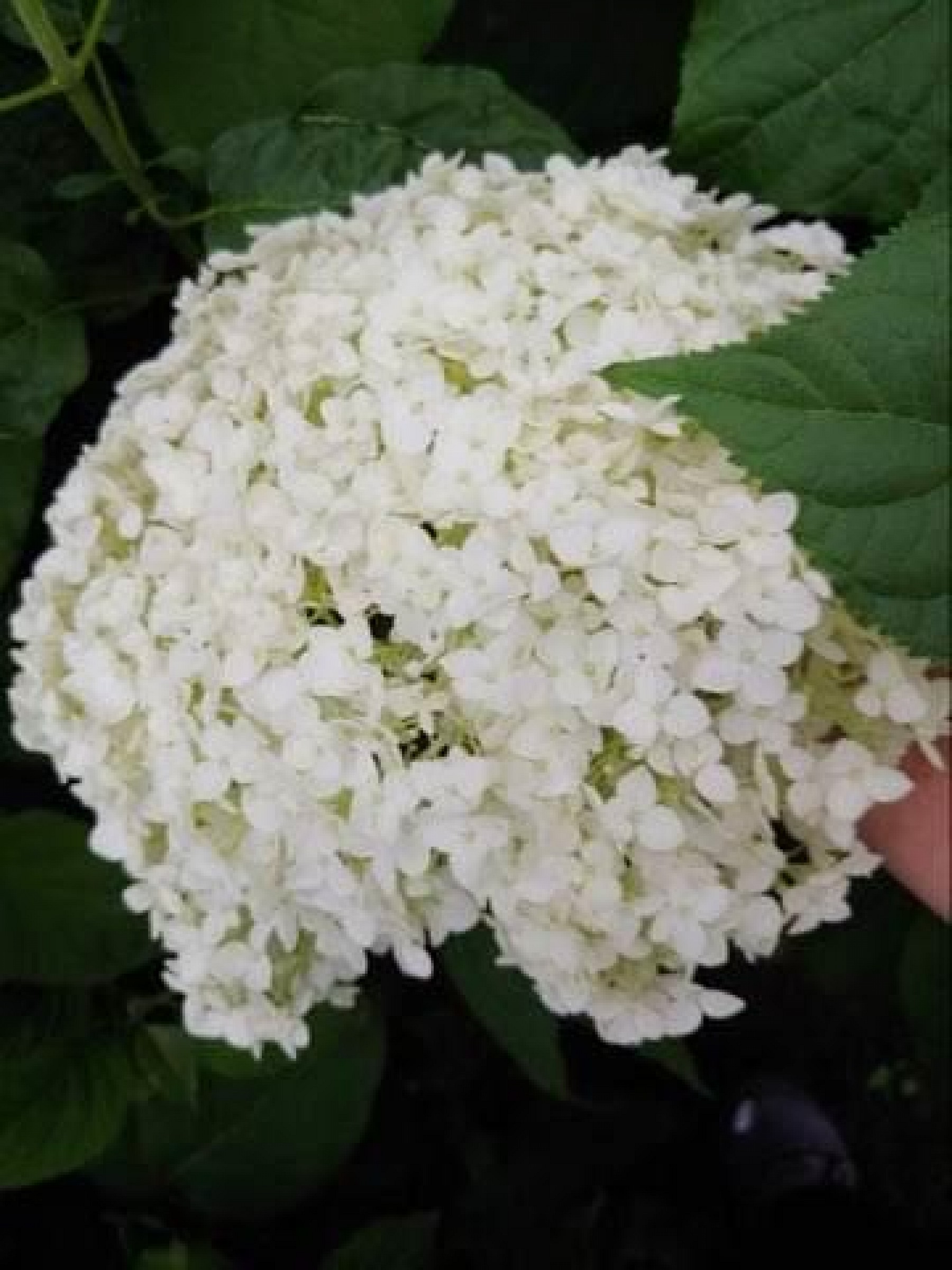 525 9th Avenue, Brookings, SD 57006