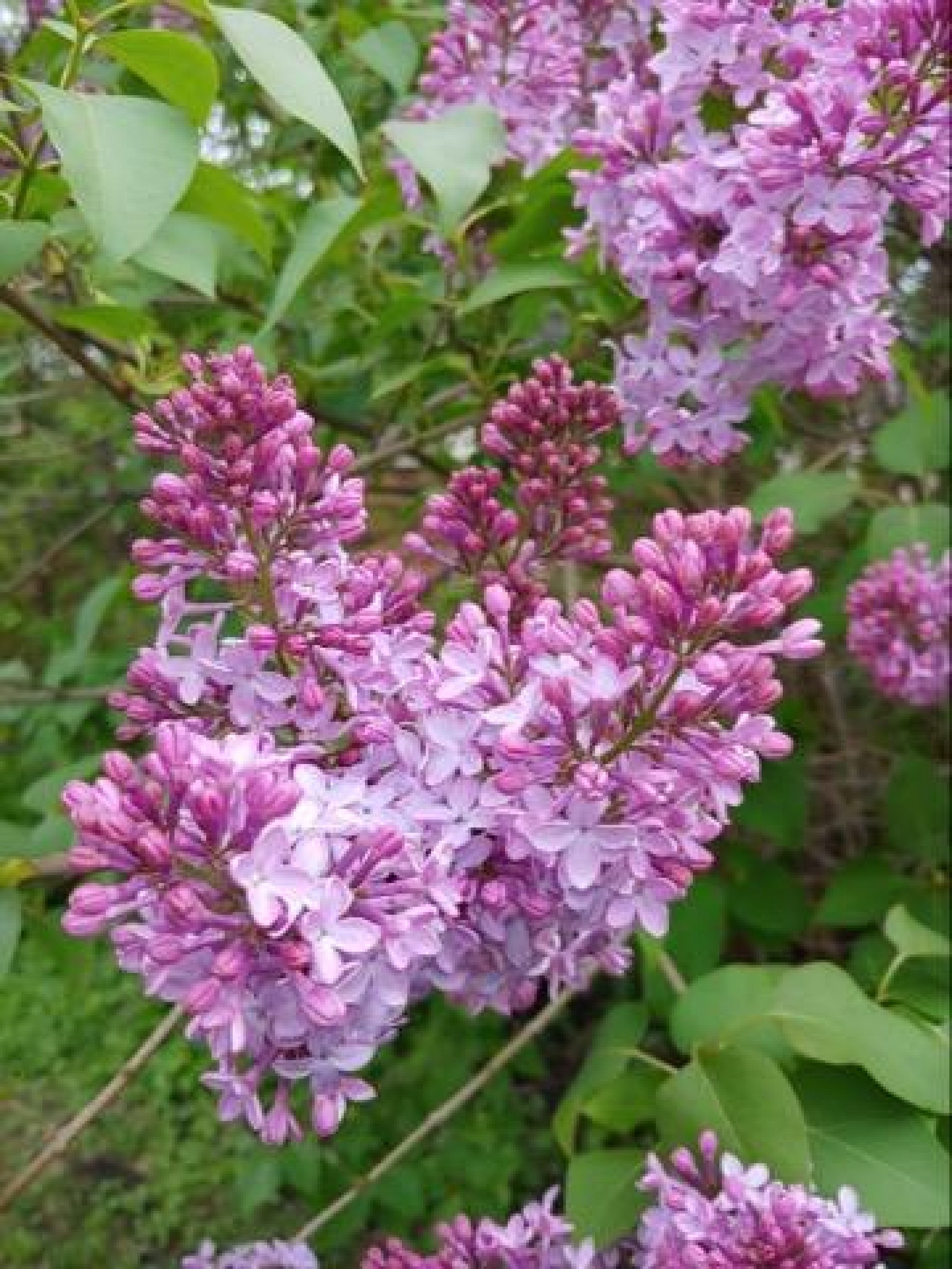 525 9th Avenue, Brookings, SD 57006