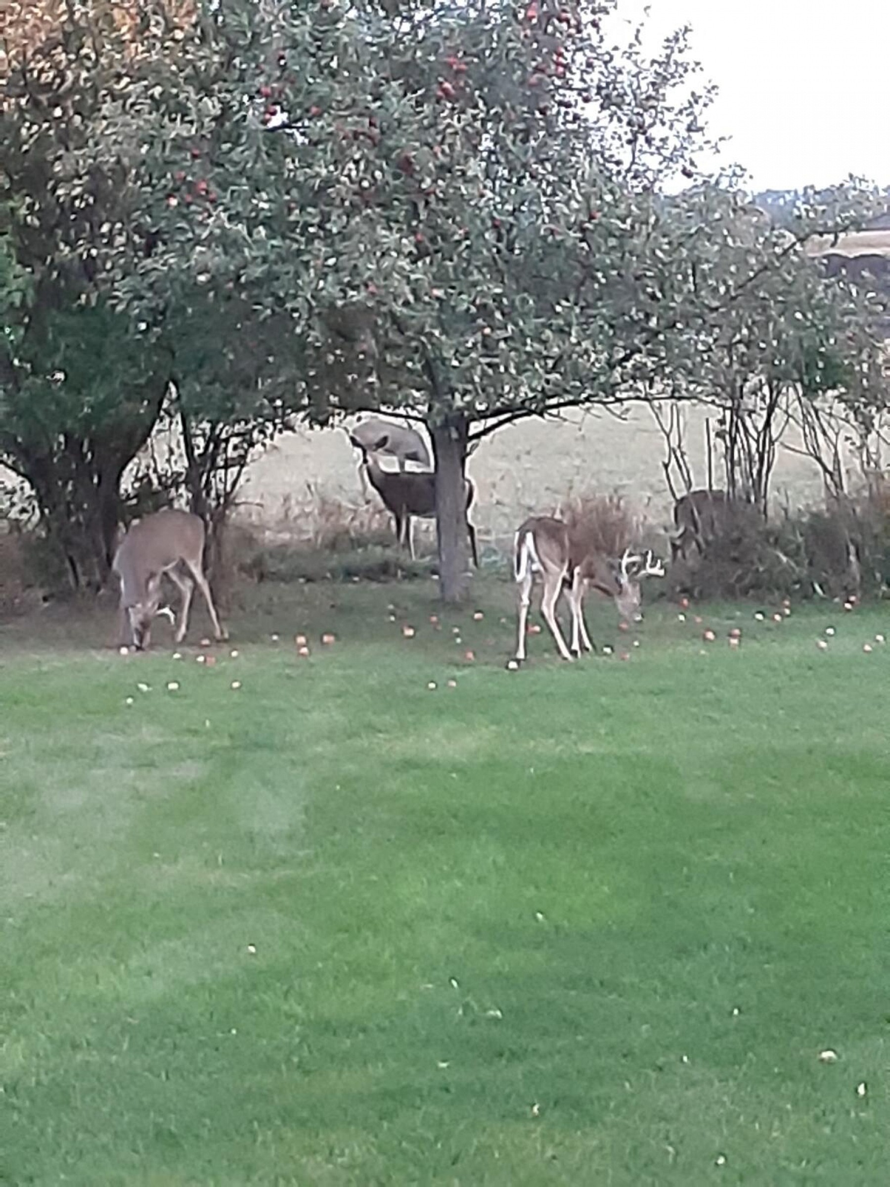 1115 20th Street S, Brookings, SD 57006