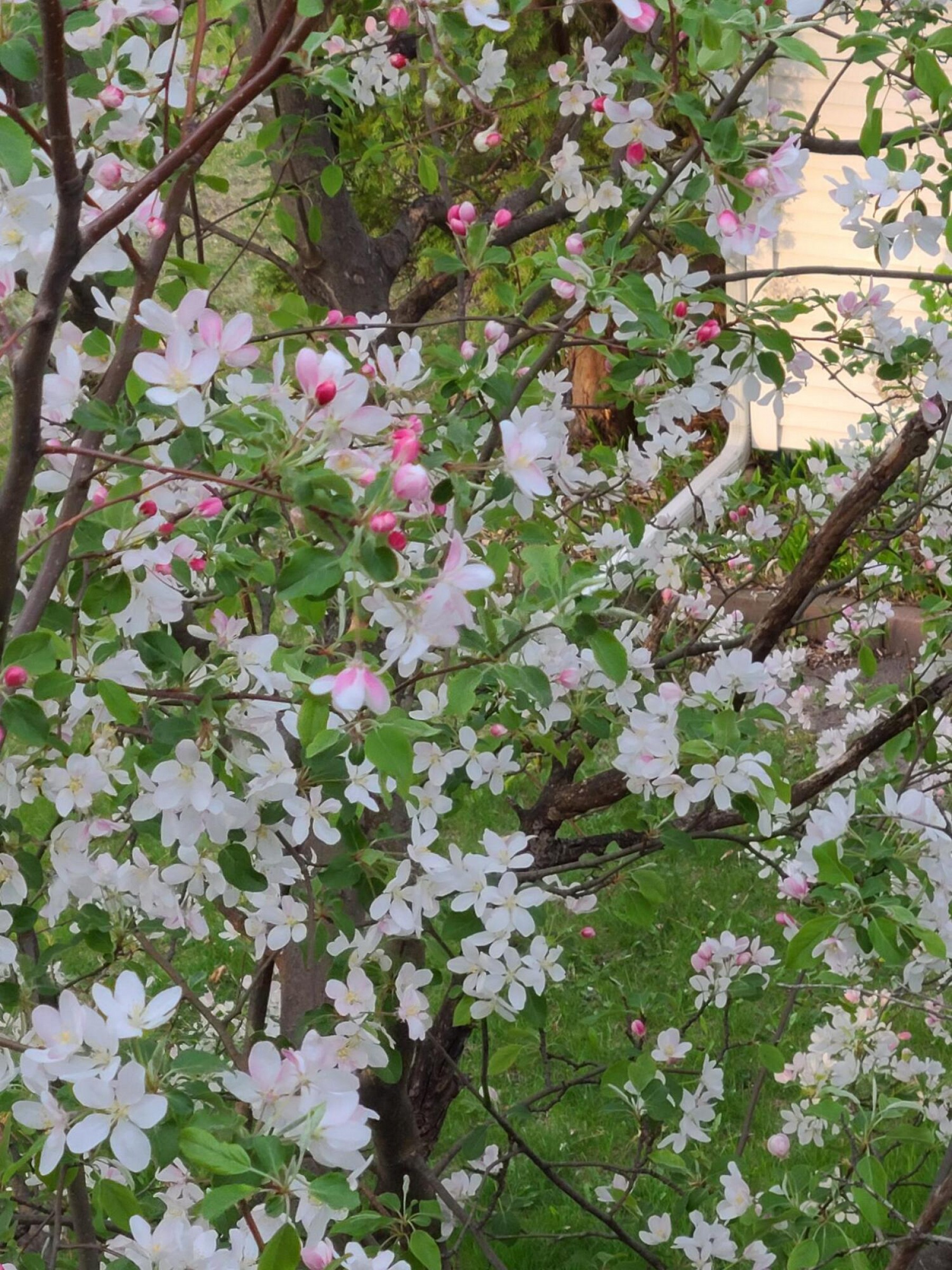 1222 3rd Street, Brookings, SD 57006