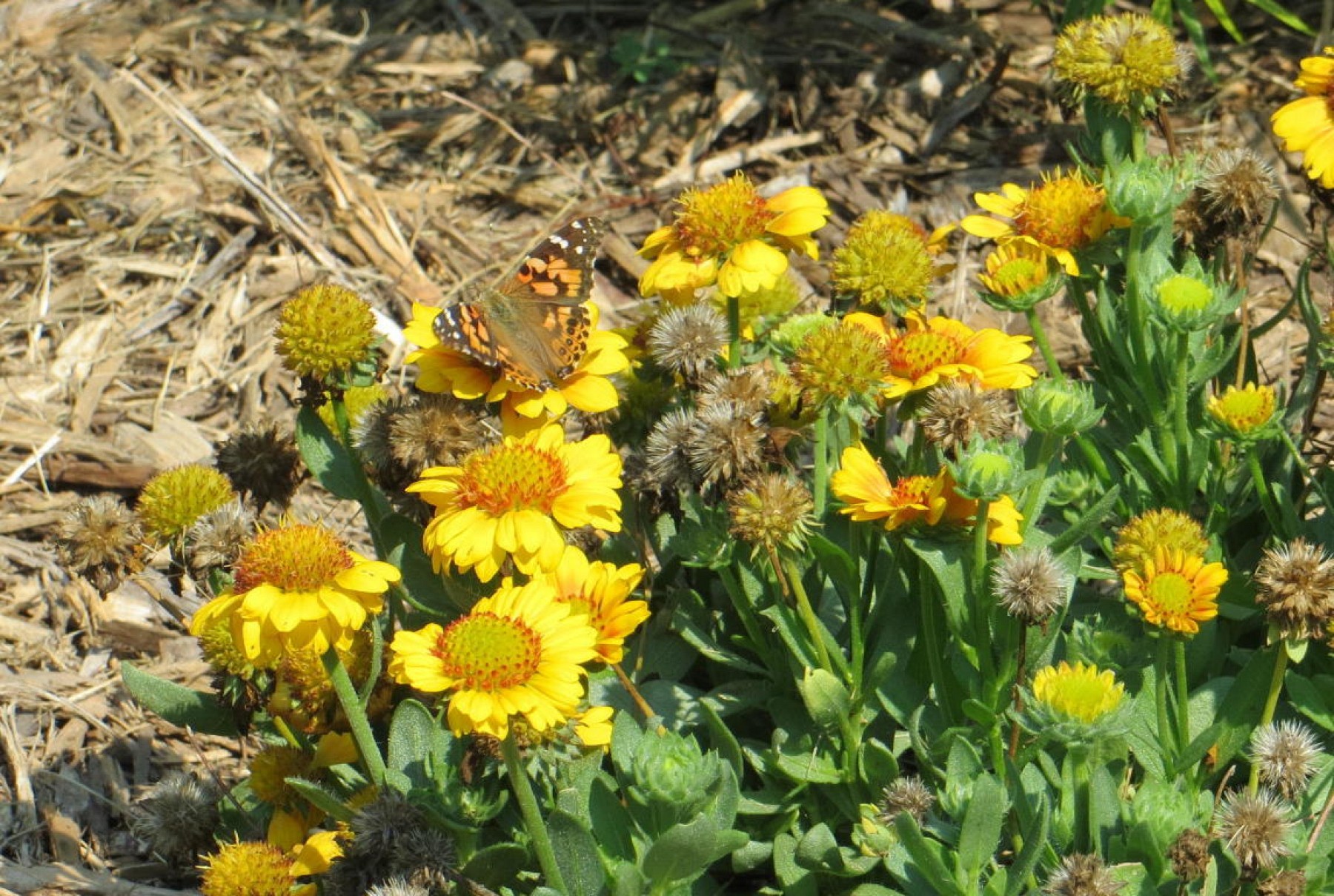 810 Pamela Drive, Brookings, SD 57006