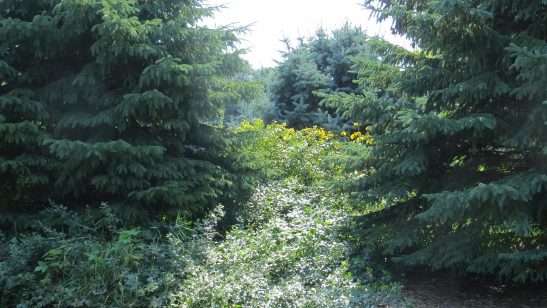 810 Pamela Drive, Brookings, SD 57006