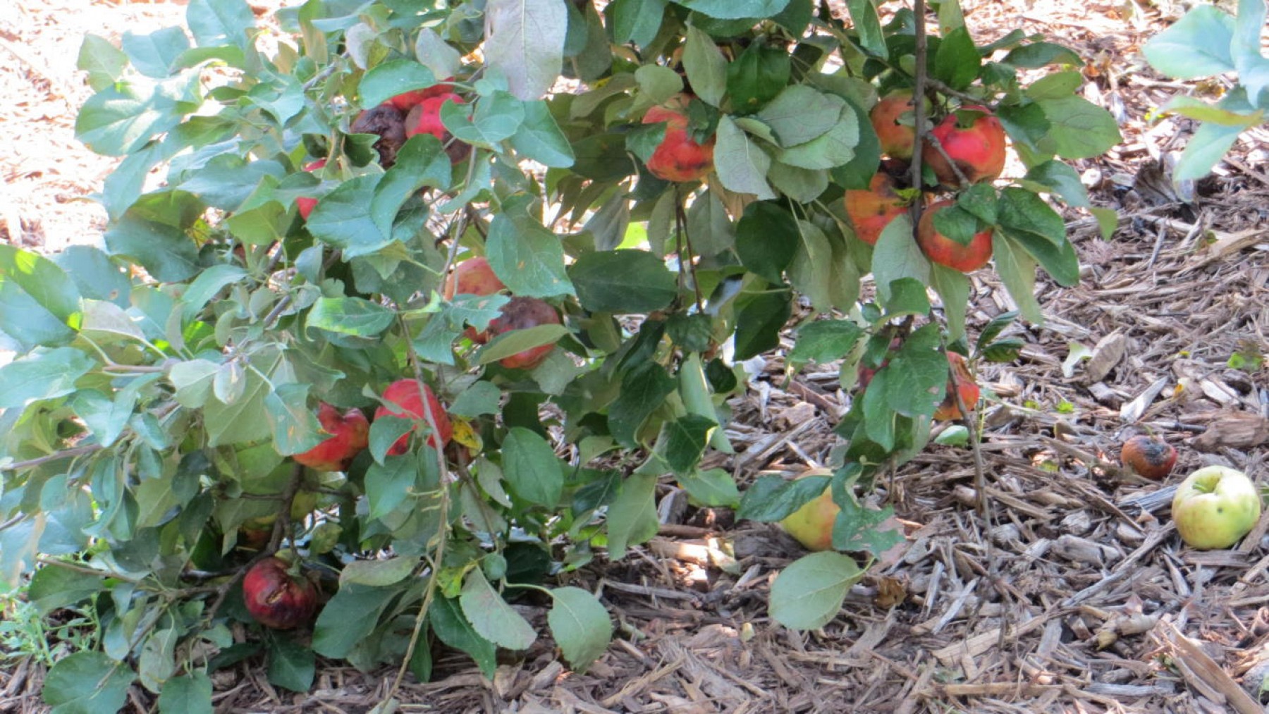 810 Pamela Drive, Brookings, SD 57006