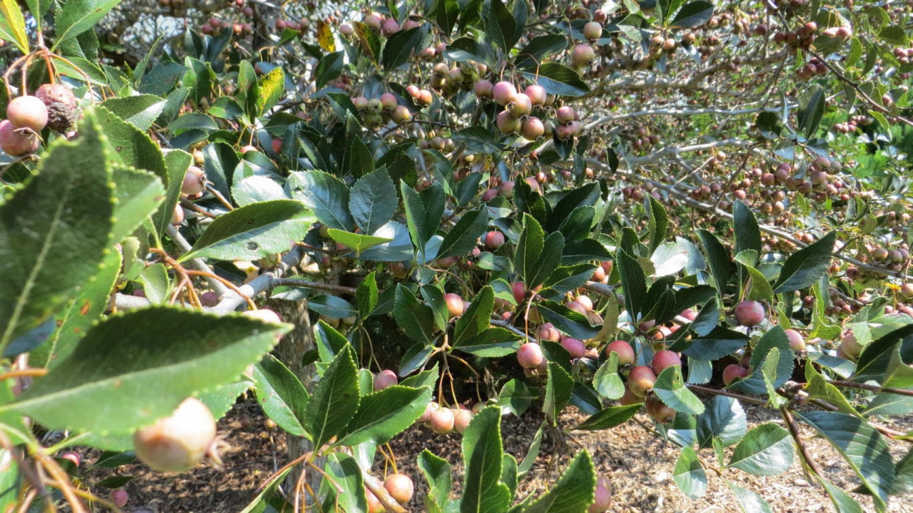 810 Pamela Drive, Brookings, SD 57006